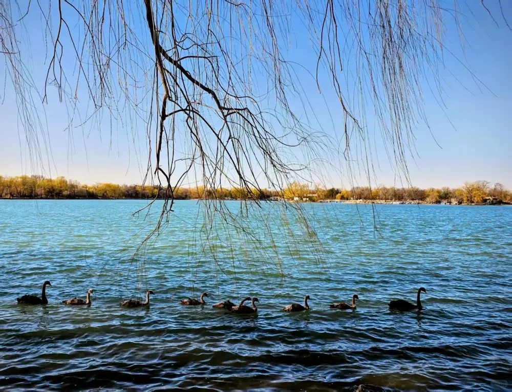 Black Swan Viewing Area
