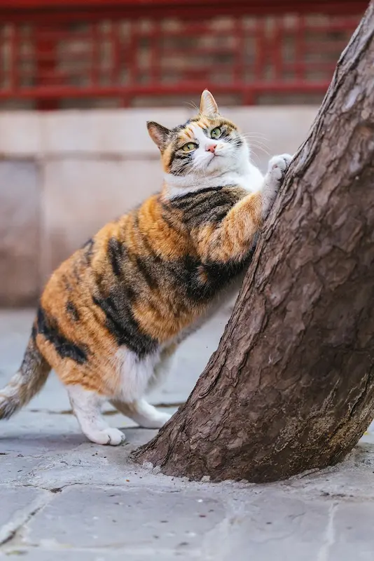 Cats in the Forbidden City