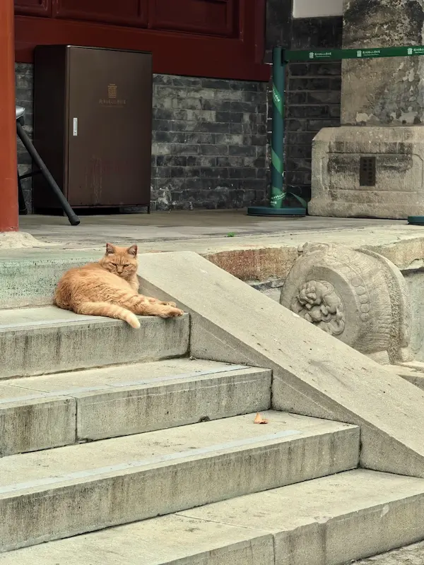 The Cat in the Yard