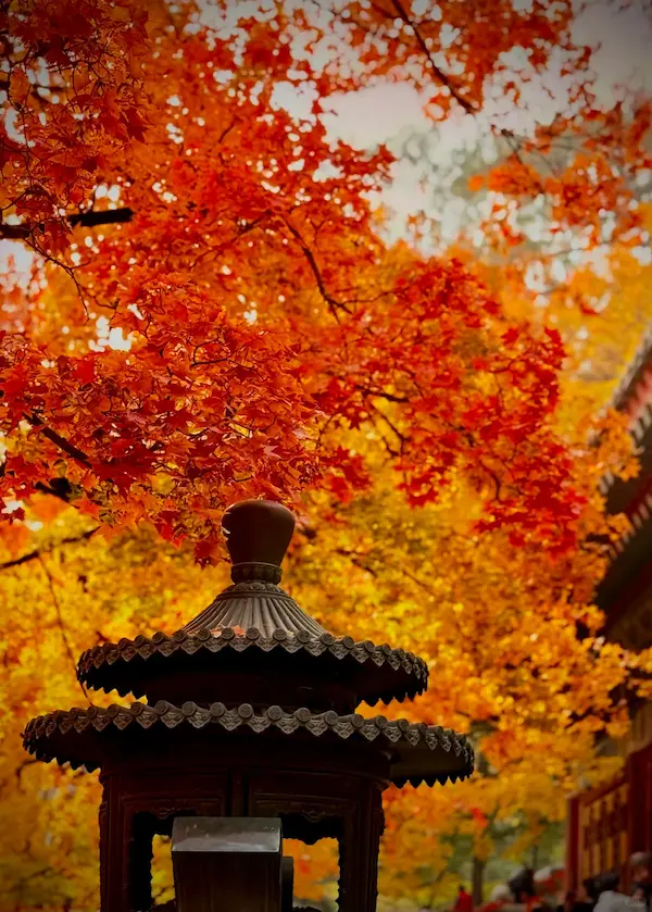 Autumn Foliage at Xiangshan Park in Late Fall