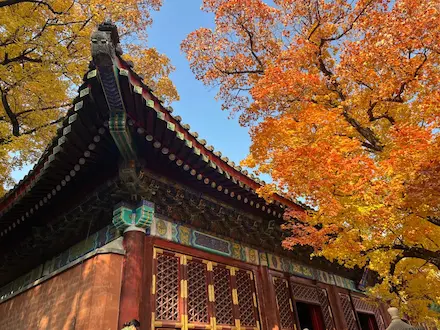 Autumn Leaves at the Hall of Diligent Governancewebp