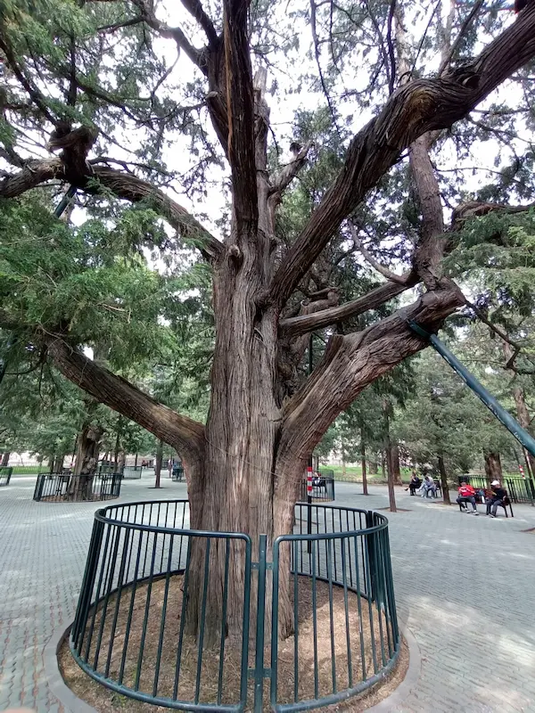 Centuries-old ancient trees within the Temple of Heaven