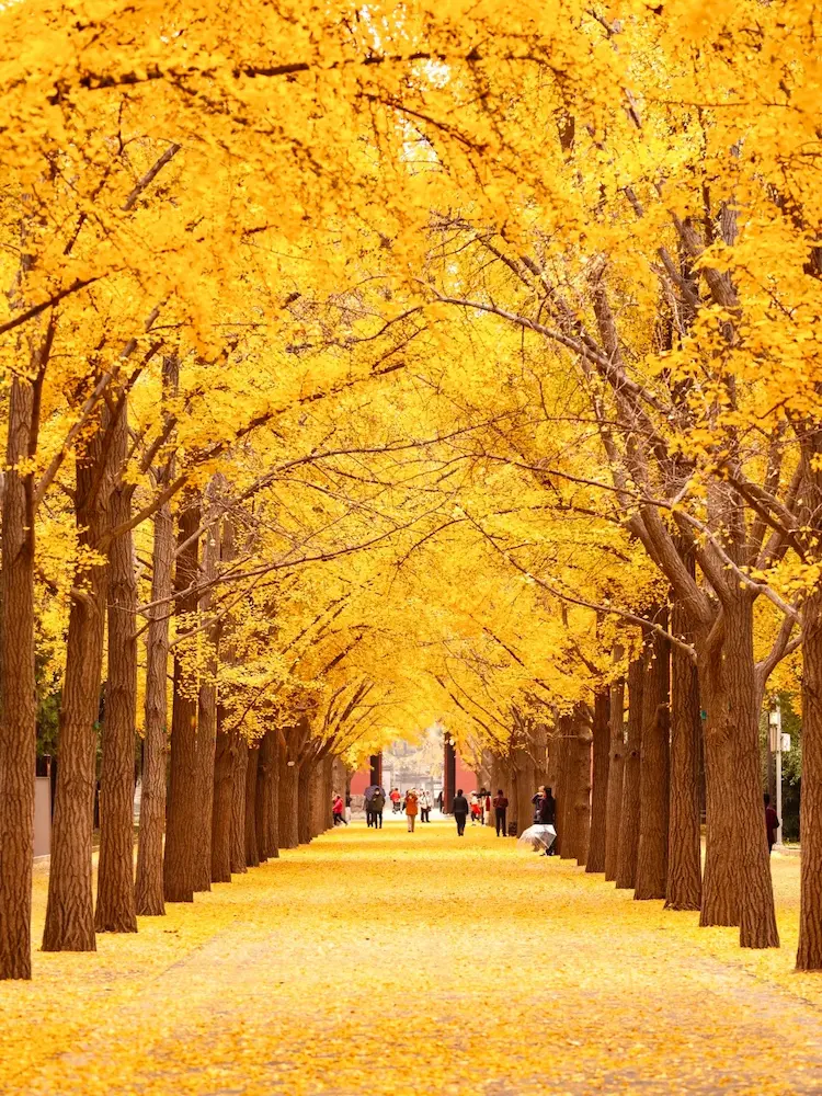 Ginkgo Biloba Avenue