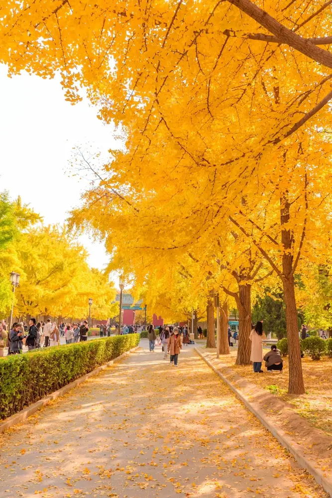 Ginkgo leaves at Ditan Park in autumn