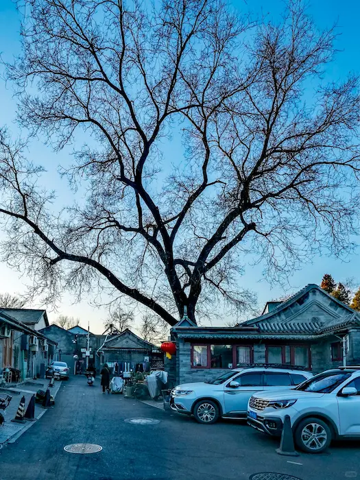 The old locust tree around the bend of Beiguanfang Hutong