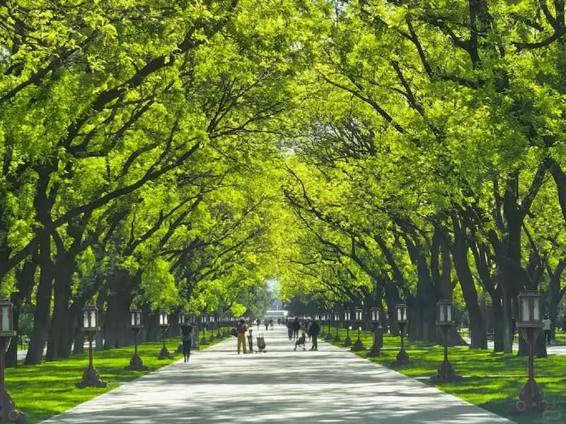 The serene early morning scenery of the Temple of Heaven and ancient trees lining both sides of the paths