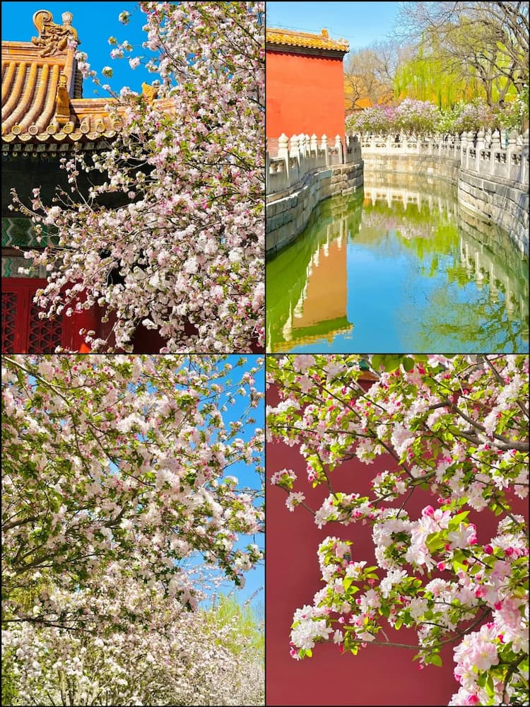 Beijing's 2026 Spring Flower Viewing Guide
