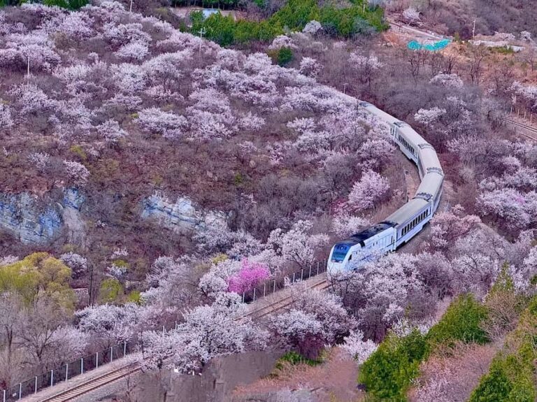 Juyongguan S2 Line Flower-Viewing Guide