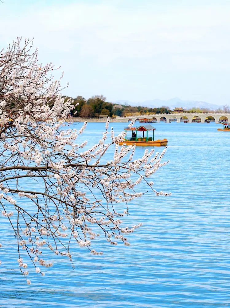 Mountain Peach Blossoms