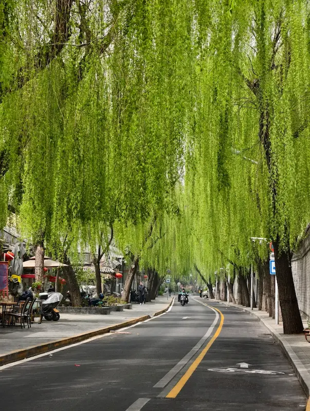 The street is lined with lush willow trees