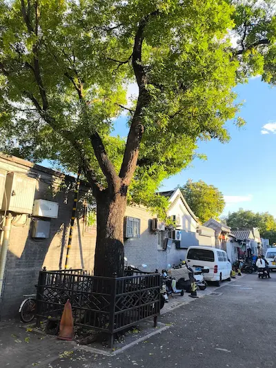 The Ancient Locust Tree at Cai E's Former Residence