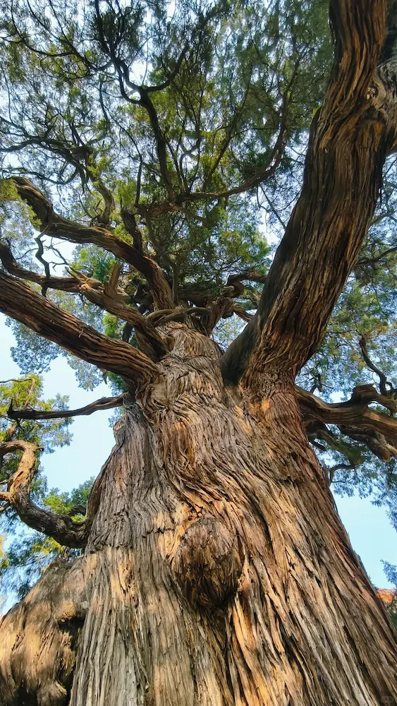 Ancient Chujian Cypress and Its History & Culture at Beijing Confucian Temple