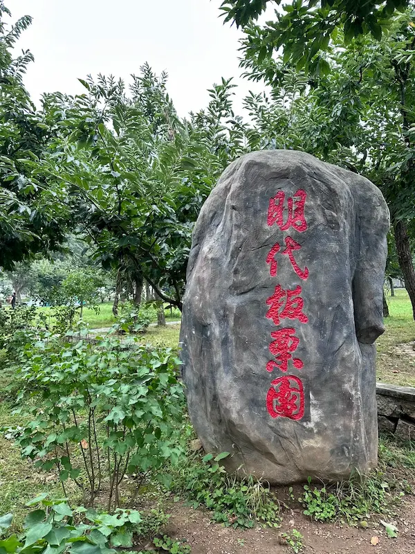Ancient Ming Dynasty Chestnut Grove