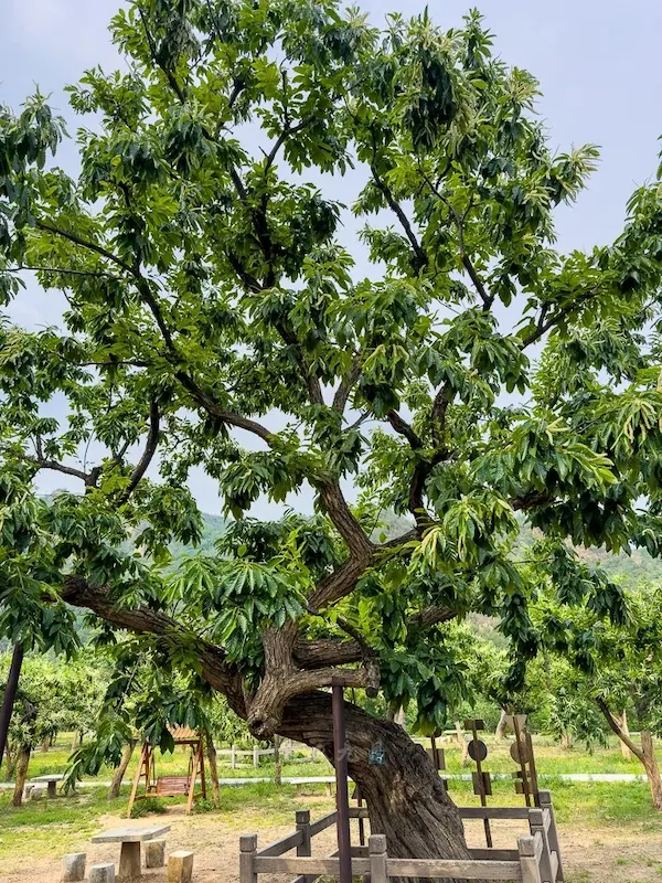 Ancient trees in the old chestnut garden