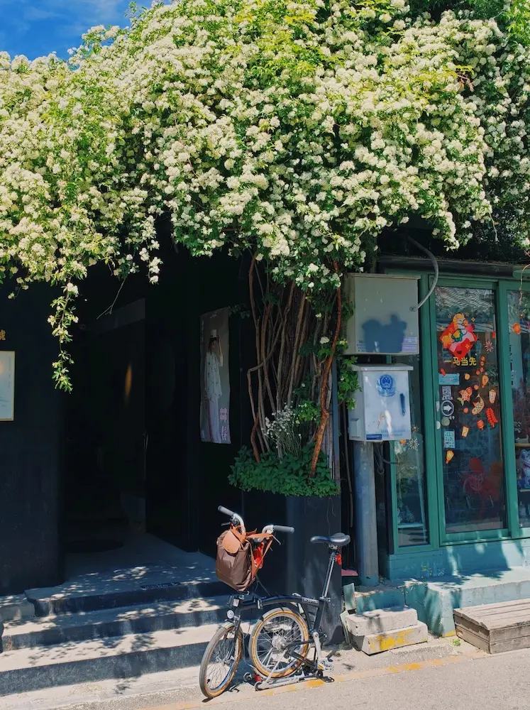 Flowering trees in the hutong