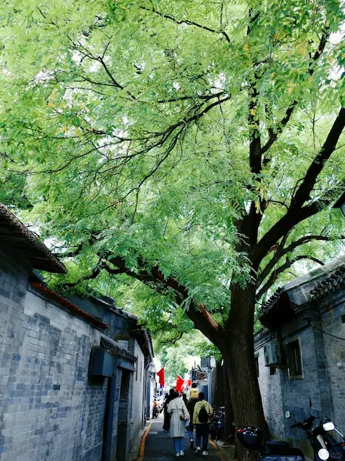 Maoer Hutong in Early Fall