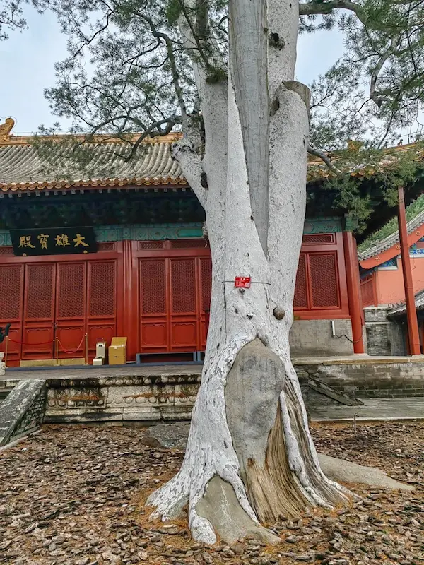 Millennial White-bark Pine and Ancient Red-wall Buildings at Fahai Temple