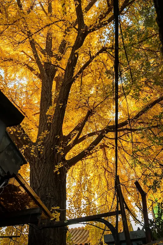 The century-old ginkgo tree at Courtyard No. 25, Jianchang Hutong