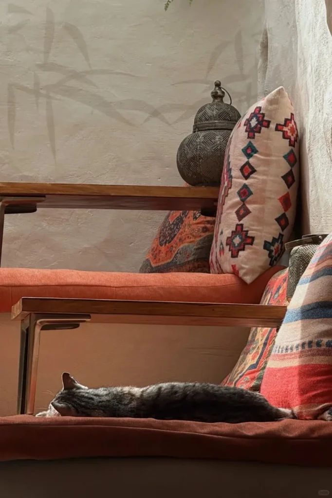 The sleeping cat inside the shop