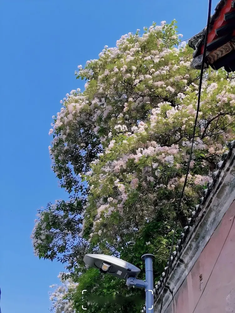 An ancient catalpa tree blooming in spring