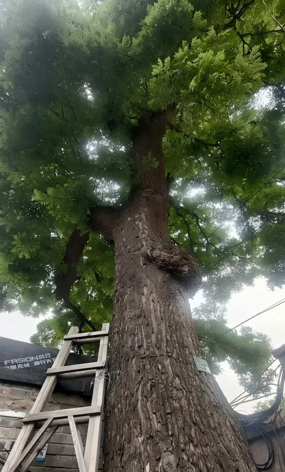 Ancient Chinese pagoda trees in the hutong
