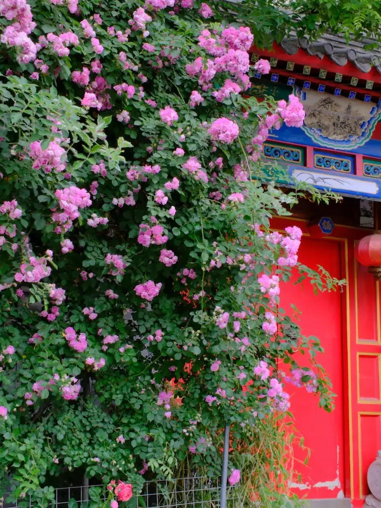 Roses in spring