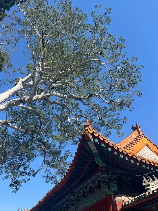 The Thousand-Year-Old White-Bark Pine and the Temple