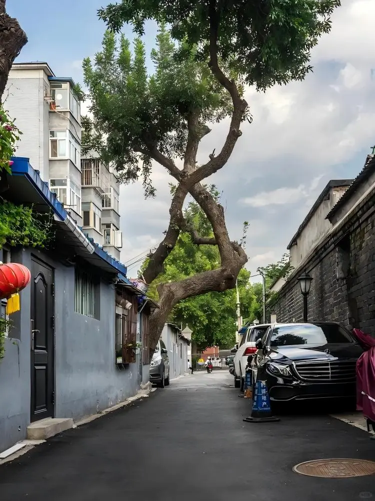 The trees and houses in Yannian Hutong have grown together.