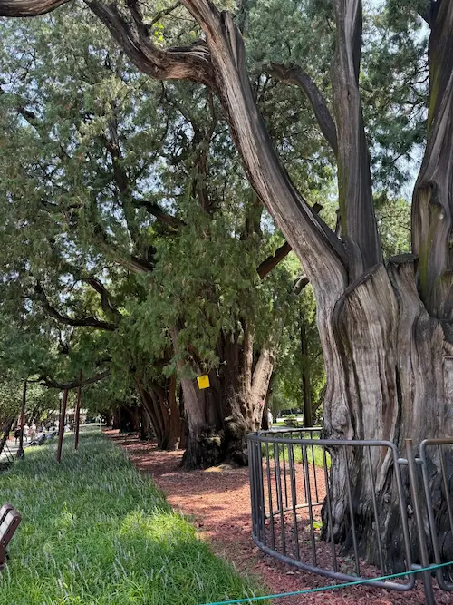Old Ancient Cypresses