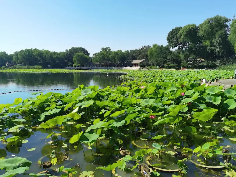 Xihai Wetland Park
